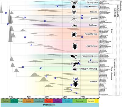 A Cambrian–Ordovician Terrestrialization of Arachnids